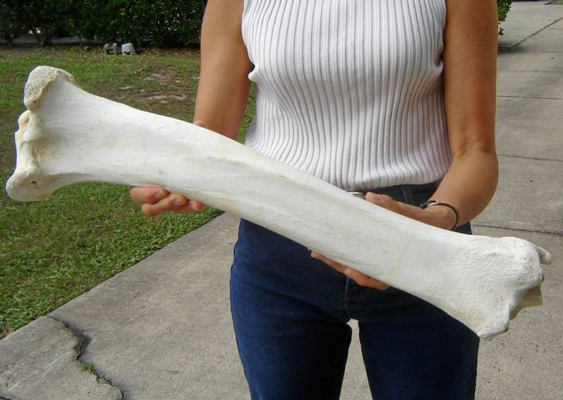 Image result for huge bone